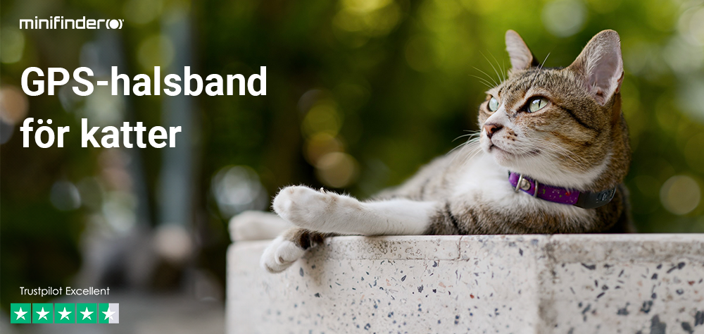 GPS-halsband för katter: En Guide för Ansvarsfulla Kattägare