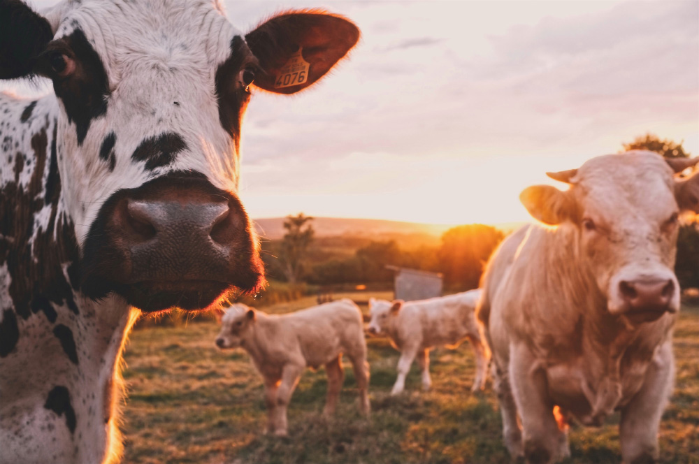 Smart GPS för kor - för en modernare djurskötsel 