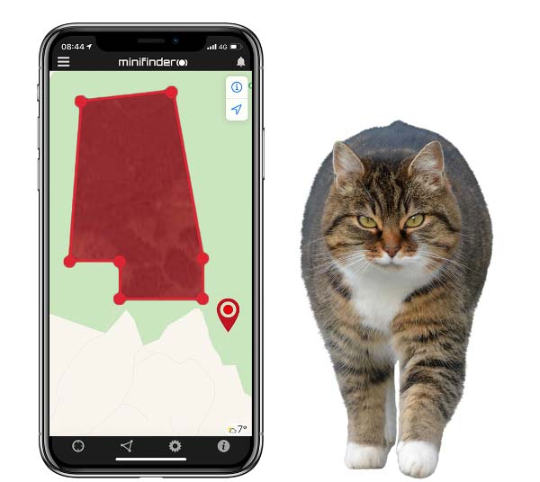 Spåra katten med hjälp av GPS-teknik